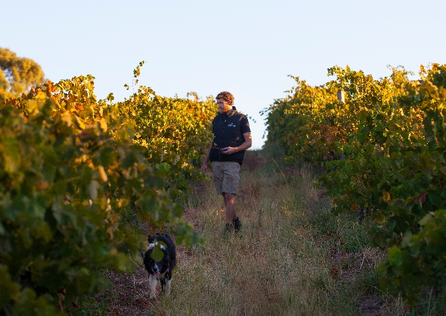 2013 - The “Next Gen” get involved and introduce organic and biodynamic practices in the Heysen Estate Vineyards.
